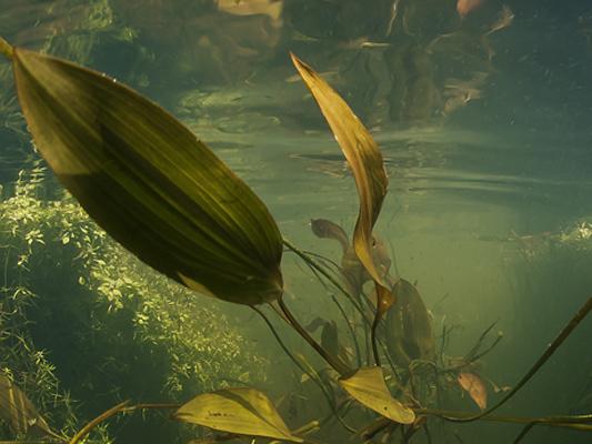 Foto van onderwaterleven in Nederland